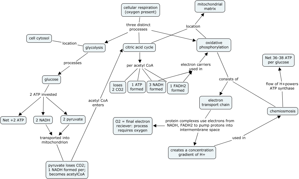 CELLULAR RESPIRATION CONCEPT MAP